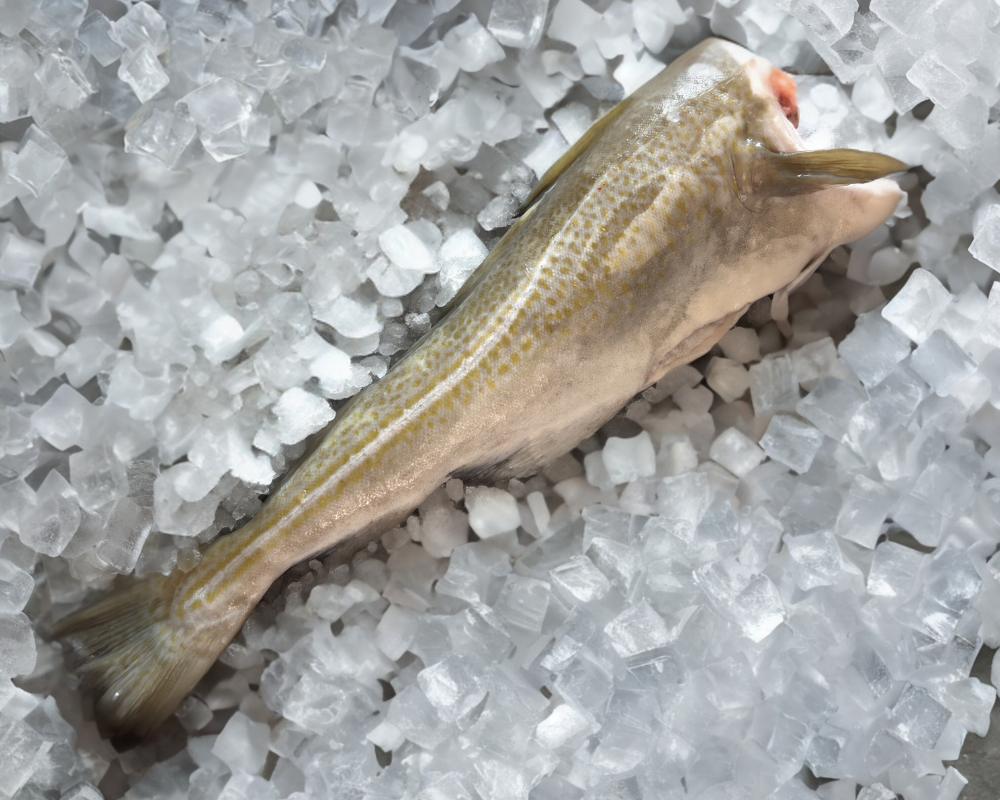 Greenlandic Seafood Cod J-Cut